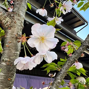 Apartahotel Rinn Kamiebisu, Kioto